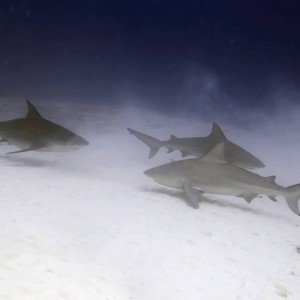 10846071_1543630505881148_1565128638066650342_n