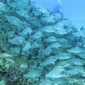 10846207_1543632212547644_5894847023372918957_n