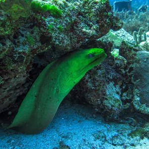 10847876_1543203369257195_3440334837540188129_n