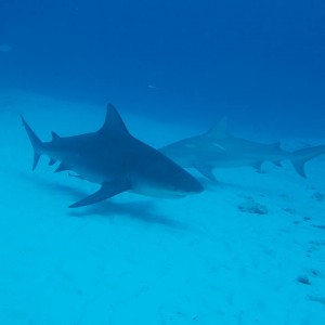 10850321_1543630552547810_3793806278807825684_n