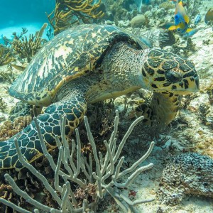 10857722_1543201929257339_1912739514078706825_n