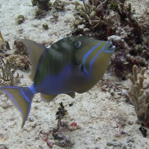 10868088_1543203685923830_5857306745536624934_n