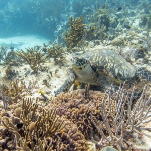 1453454_1543203912590474_3632491121542407481_n