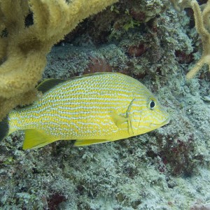 1486593_1543203672590498_6194310107749880564_n