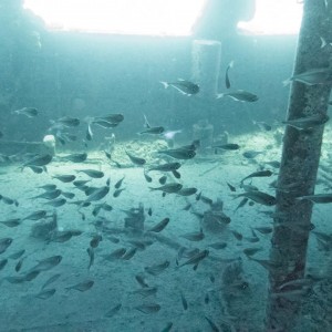 1517516_1543631765881022_3478162199169158916_n